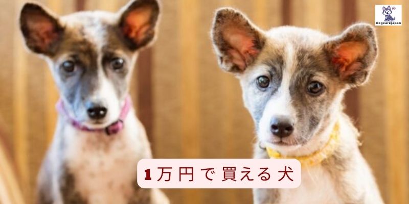 1 万 円 で 買える 犬