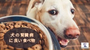 犬 の 腎臓 病 に 良い 食べ物