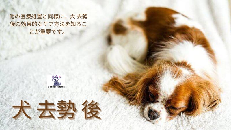 犬 去勢 後の世話はどのようにすればよいですか？