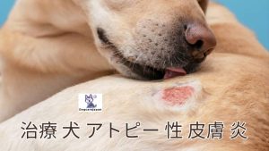 治療 犬 アトピー 性 皮膚 炎