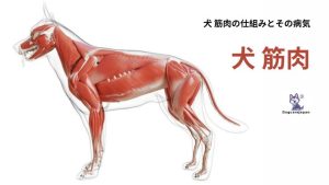 犬 筋肉の仕組みとその病気