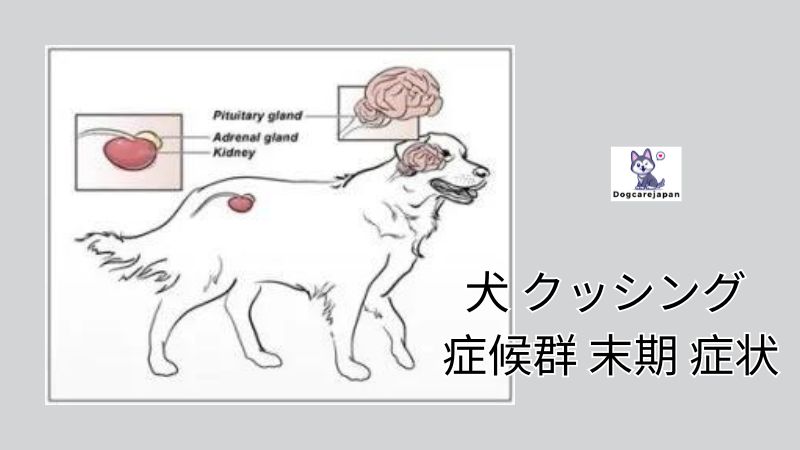 犬 クッシング 症候群 末期 症状