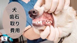 犬 歯石 取り 費用