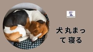 犬 丸まっ て 寝るときの行動と理由を学びましょう