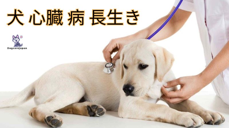 犬 心臓 病 長生きできるのでしょうか？