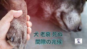 犬 老衰 死ぬ 間際の兆候