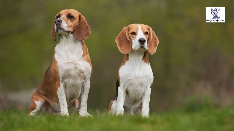 犬の平均寿命はどれくらいですか？