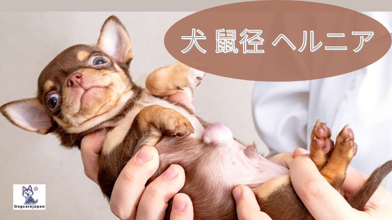 犬 鼠径 ヘルニアについて知っておくべきこと