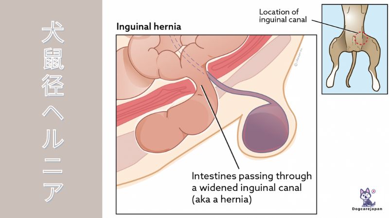 犬 鼠径 ヘルニアとは？