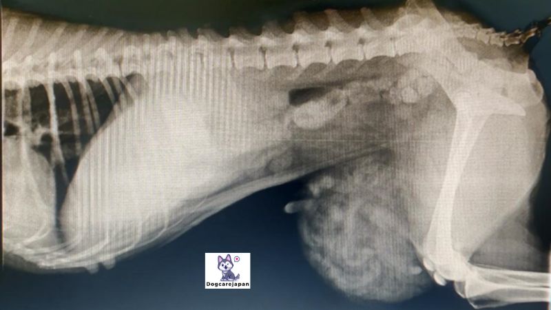 犬 鼠径 ヘルニアはどのように診断されますか?