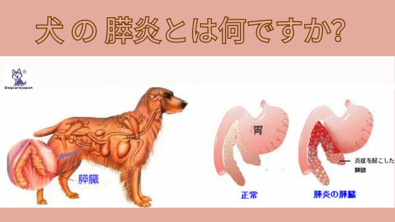 犬 の 膵炎の症状