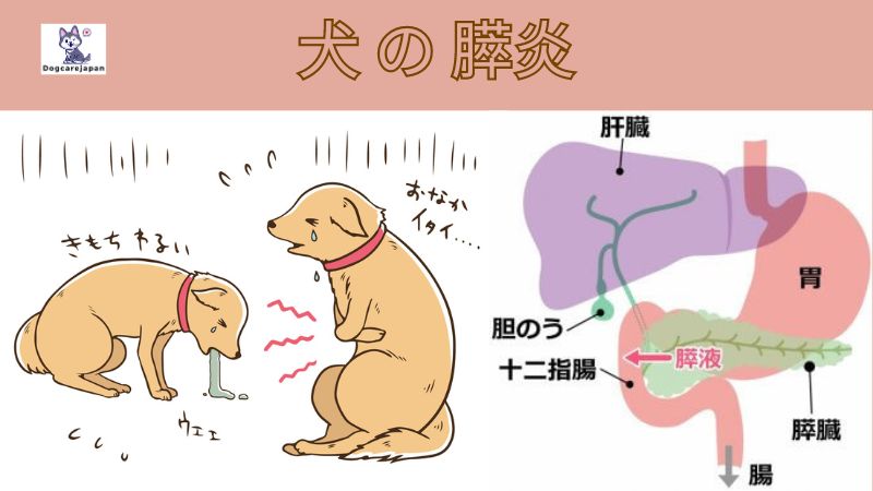 犬 の 膵炎の原因