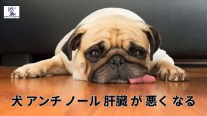 犬 アンチ ノール 肝臓 が 悪く なる