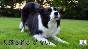 なぜ私の犬 落ち着き が ないのですか?