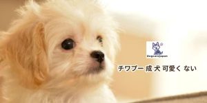 チワプー 成 犬 可愛く ない