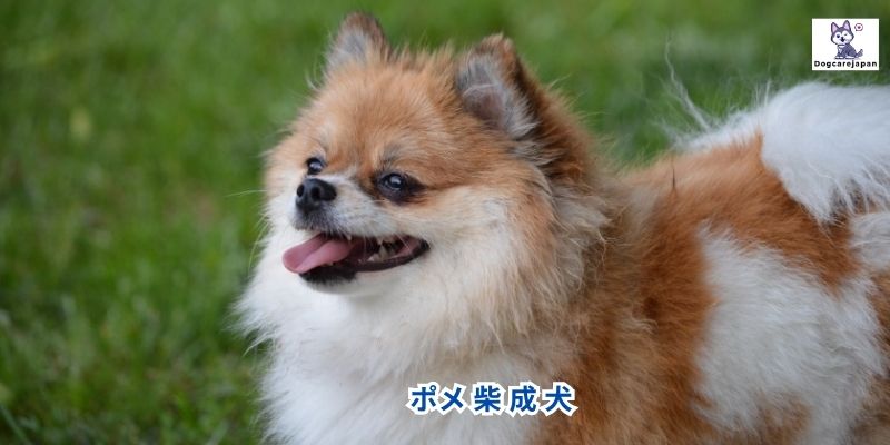 ポメ 柴 成 犬