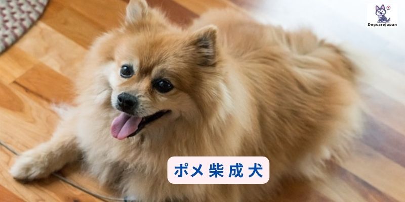 ポメ 柴 成 犬