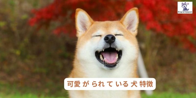 可愛 が られ て いる 犬 特徴