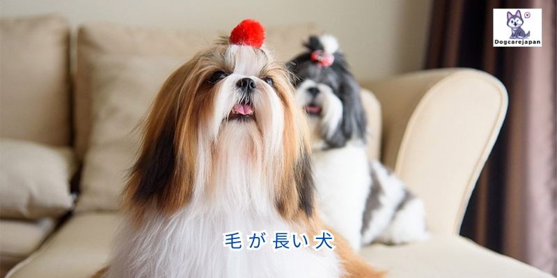 毛 が 長い 犬