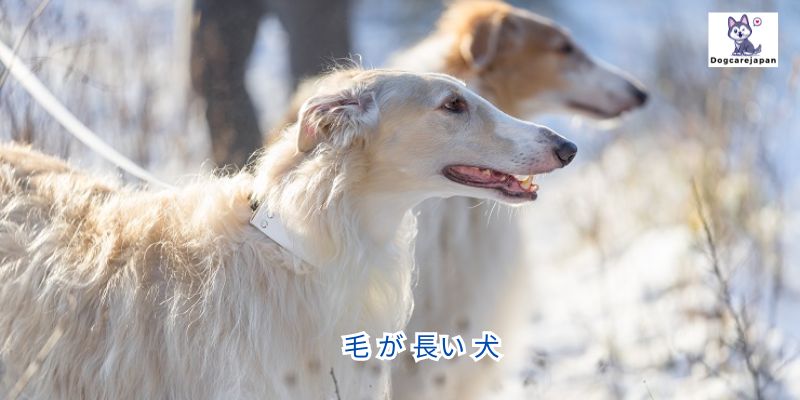 毛 が 長い 犬 