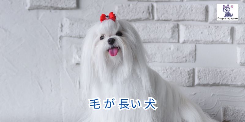 毛 が 長い 犬