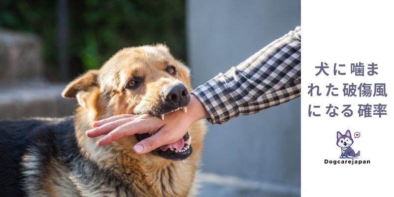 犬 に 噛ま れ た 破傷風 に なる 確率