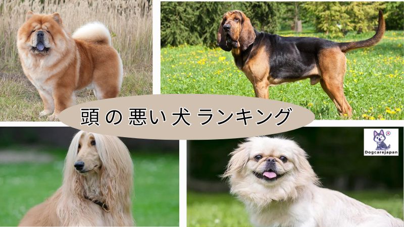 頭 の 悪い 犬 ランキング