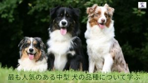 最も人気のある中型 犬の品種について学ぶ