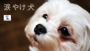 あなたのペットのために「 涙 やけ 犬」について学ぶ