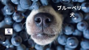 ブルーベリー 犬: 健康上のメリットを学びましょう！