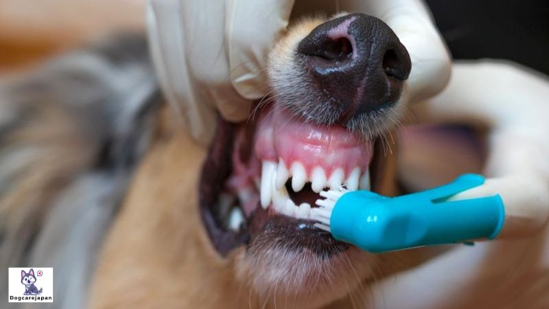 犬の歯石除去は何歳から始めるべきですか?