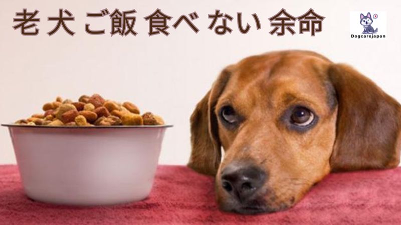 老 犬 ご飯 食べ ない 余命