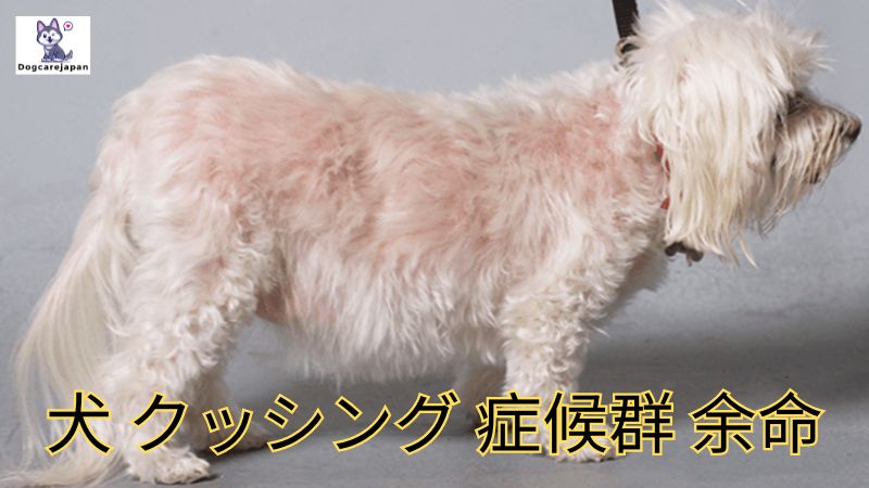 犬 クッシング 症候群 余命