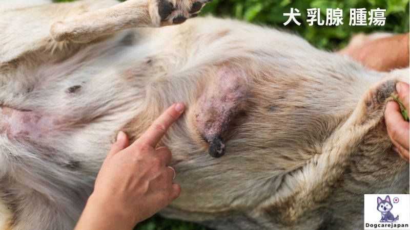 犬 乳腺 腫瘍