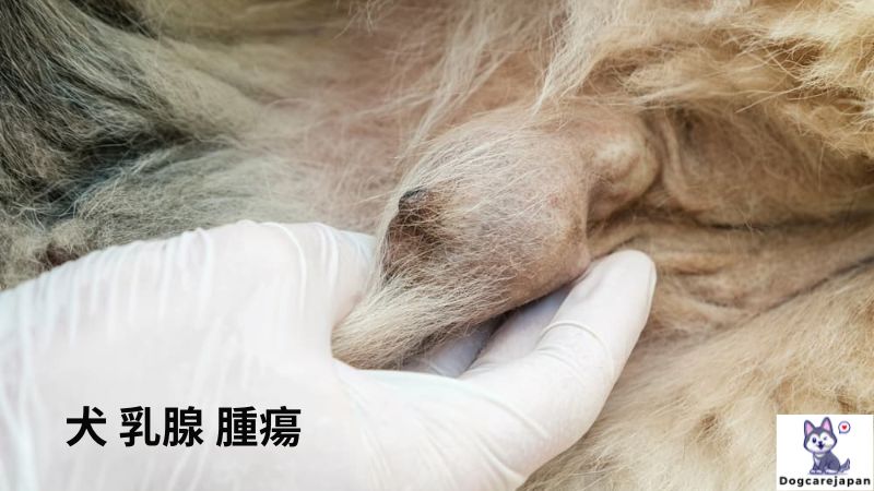 犬 乳腺 腫瘍