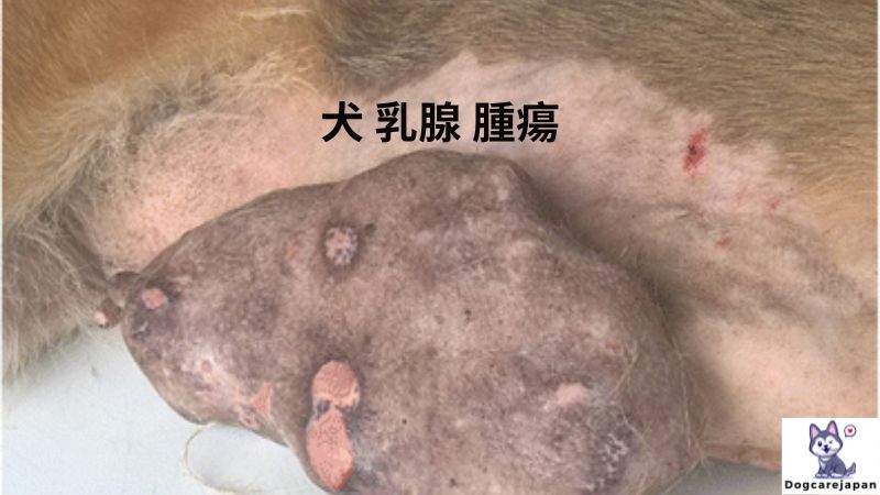 犬 乳腺 腫瘍