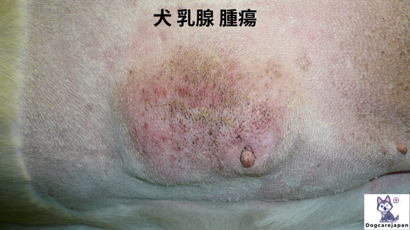 犬 乳腺 腫瘍