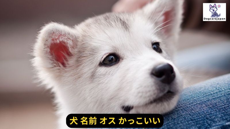 犬 名前 オス かっこいい