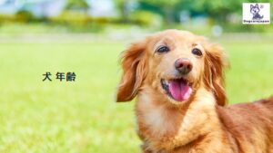 犬 年齢