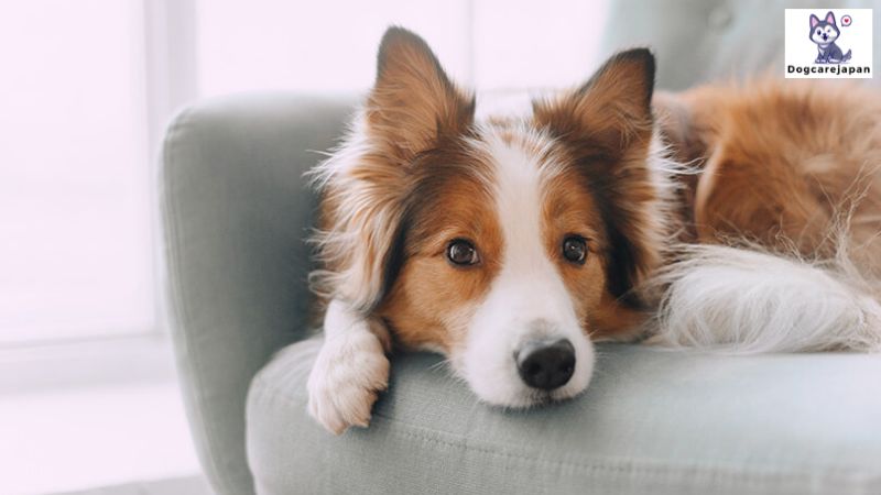 犬の腎臓に最適な食事はどれですか?