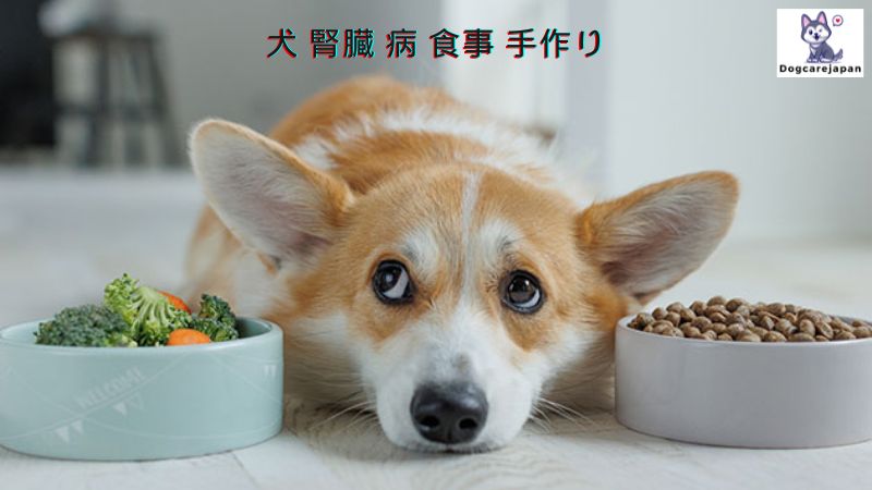 犬 腎臓 病 食事 手作り