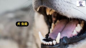 犬 虫歯